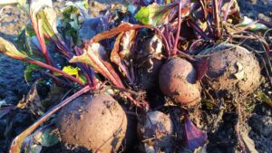 Allotment 2