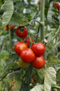 Allotment 3